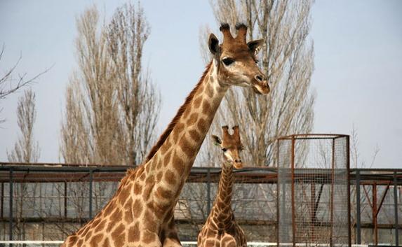 В крымский сафари-парк привезут жирафов из Чехии
