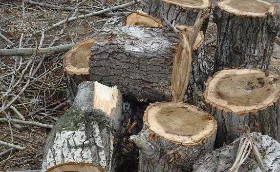 Гурзуфских лесников будут судить за вывоз древесины