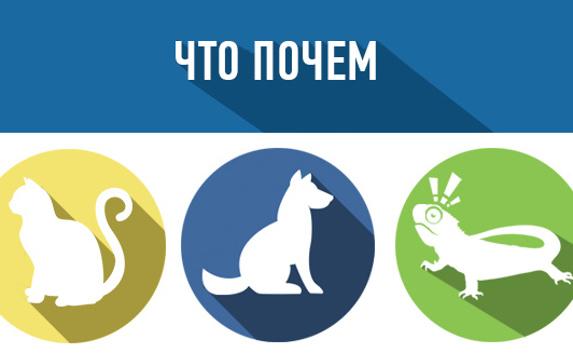 Во сколько обойдётся завести домашнее животное в Севастополе