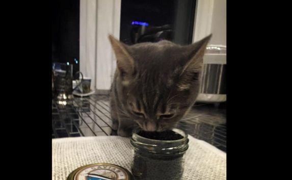 Кот, поедающий чёрную икру, спровоцировал скандал