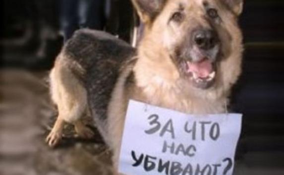 В Севастополе хотят дать отпор живодёрам, калечащим животных