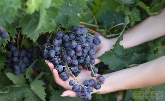 В Крыму хотят заложить 600 гектаров виноградников