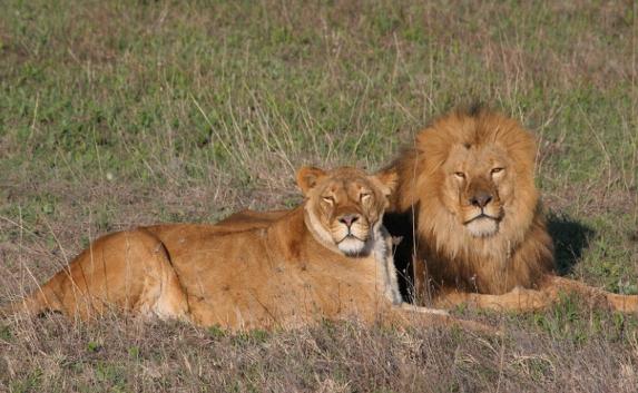 В сафари-парке «Тайган» обнаружили животных «без прописки»