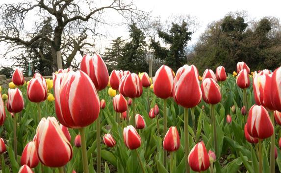 В Никитском ботаническом саду стартовал «Парад тюльпанов»
