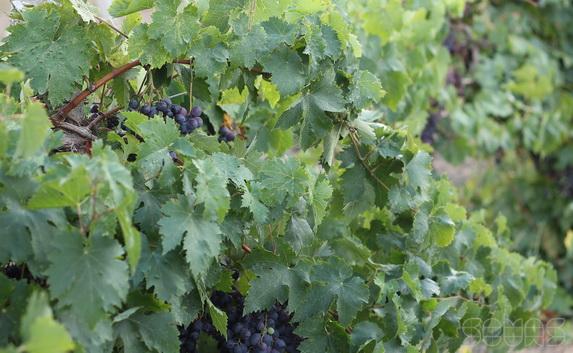 В Крыму высадят тысячу гектаров виноградников за пять лет