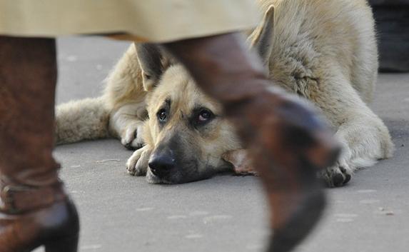 В Севастополе продолжается травля бездомных животных