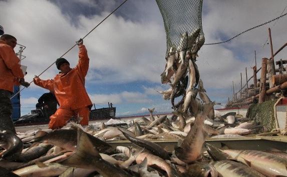 В Крыму увеличат объём вылова рыбы