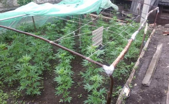 В Кировском районе «наркоагроном» выращивал в теплице коноплю
