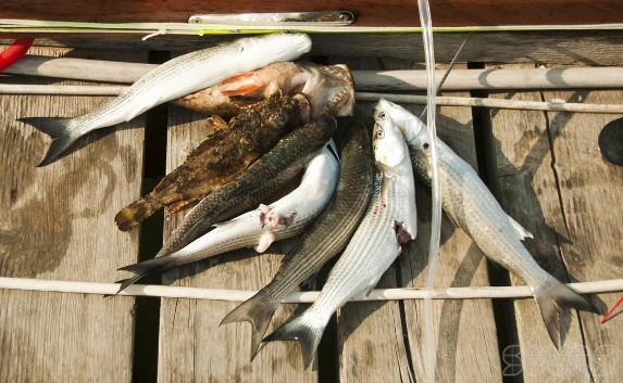 Браконьеры «выкашивают» рыбу в прибрежных водах Крыма