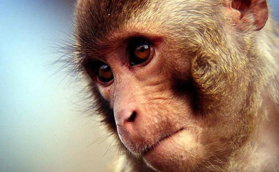 В зоопарке «Сказка» снова усыпят обезьян
