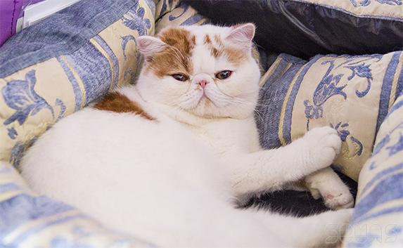 В Севастополе запрещено держать дома больше четырёх котов