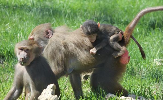 Причиной комы у приматов в «Сказке» могла быть передозировка