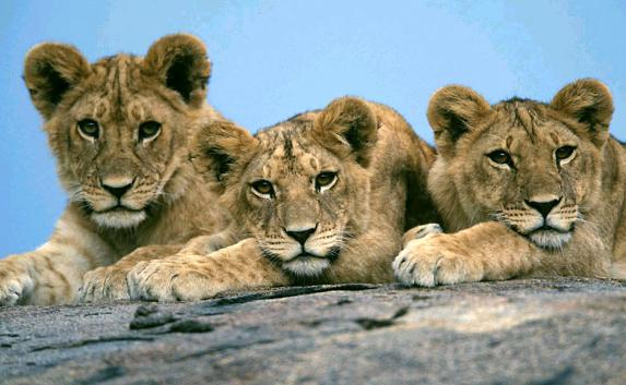 В Петербурге на улице нашли троих львят