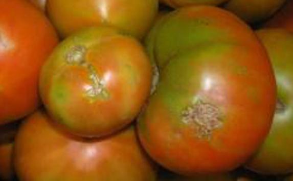 В Крым не пропустили помидоры с «томатной молью»