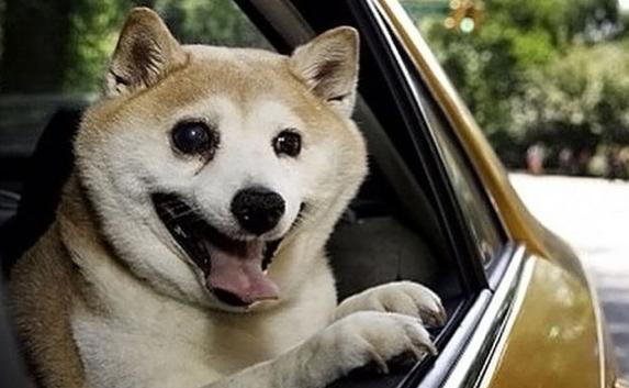 Звездой Instagram cтала самая «счастливая» собака