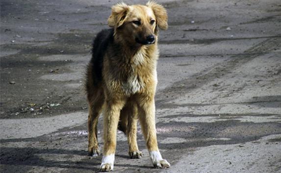 Жители Северной стороны жалуются на агрессивных бродячих собак