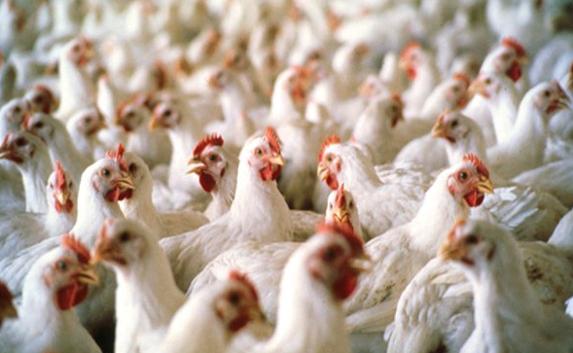 «Наша Ряба» покидает российские просторы