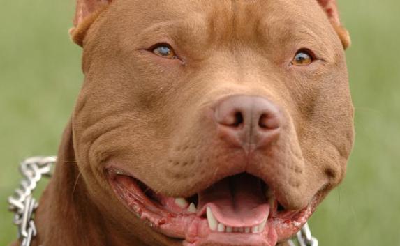 В Москве бойцовая собака откусила мужчине язык