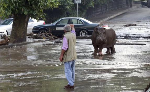 В Тбилиси при наводнении звери сбежали из зоопарка