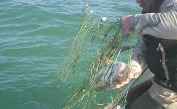 В Крыму пограничники за май-июнь поймали 50 рыбаков-браконьеров