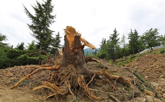 Скандальная вырубка ценных деревьев в Гурзуфе остановлена 