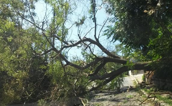 В Севастополе рухнувшее дерево перекрыло проезжую часть
