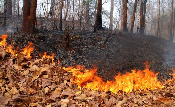 В Севастополе объявлен особый противопожарный режим в лесах