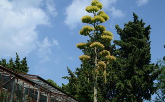 В Никитском ботсаду Крыма редкое явление: цветёт агава