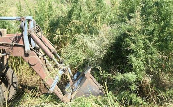 В Крыму трактором уничтожили конопляное поле 