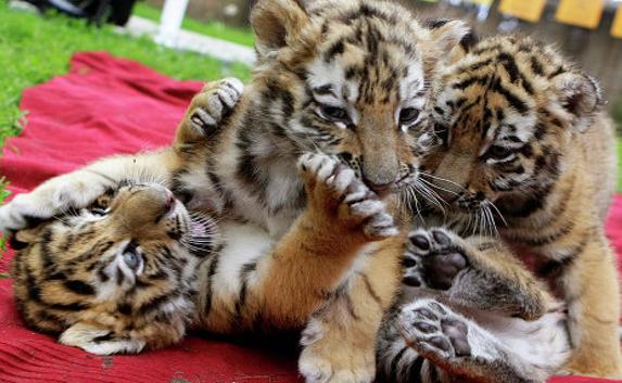 ​В крымском «Тайгане» родились шесть амурских тигрят