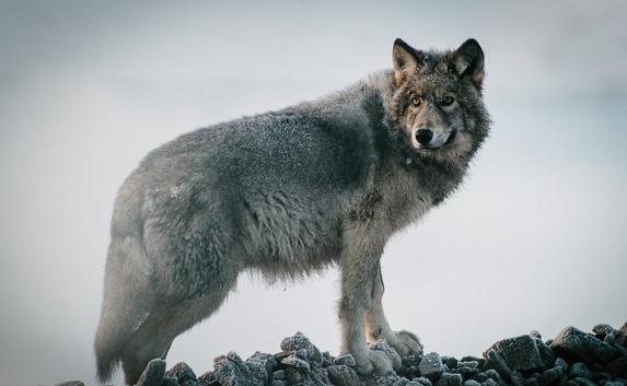 Опасность! В Черноморском районе Крыма рыщут волки