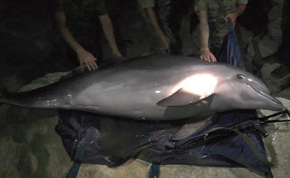Под Керчью пограничники спасли краснокнижного дельфина