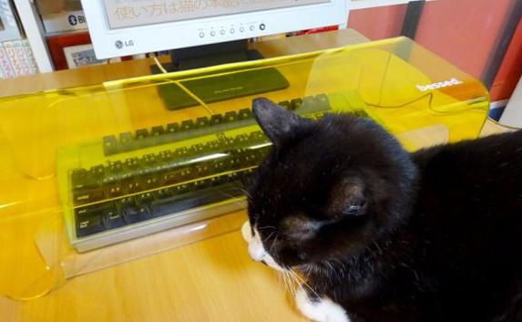 В Японии придумали, как защитить компьютерную клавиатуру от кота 