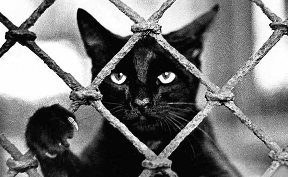 В Севастополе спасли кота из четырёхдневного заточения