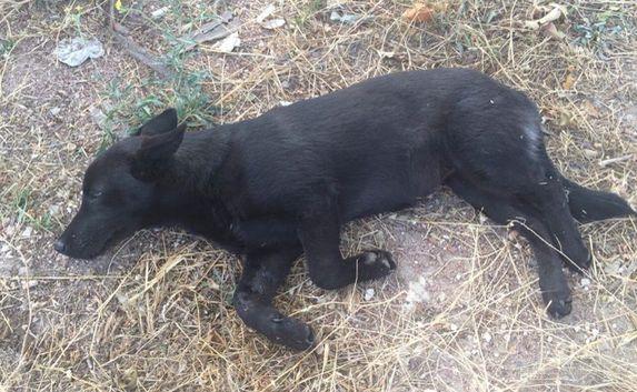 Водитель на чёрной «Ладе», сбив собаку, оставил животное умирать