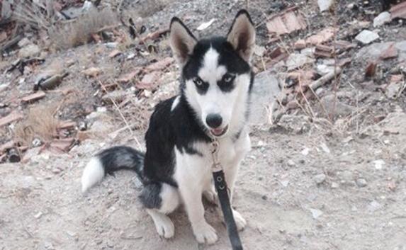 Собаку породы хаски сбили насмерть на «Остряках». Розыск очевидцев