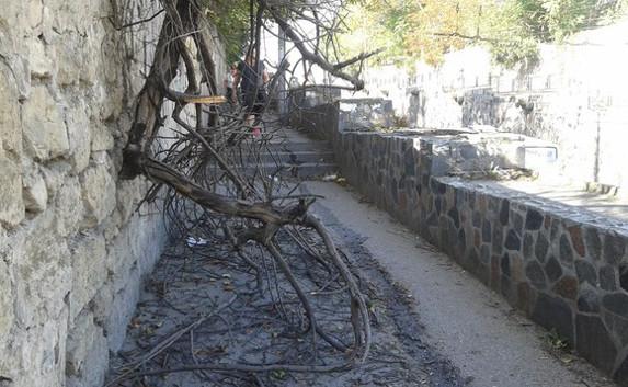 Упавшее сухое дерево на улице Адмирала Октябрьского не убирают