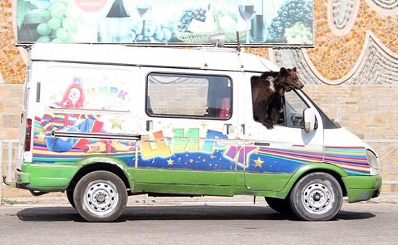 «Газель» с живым медведем колесит по Крыму