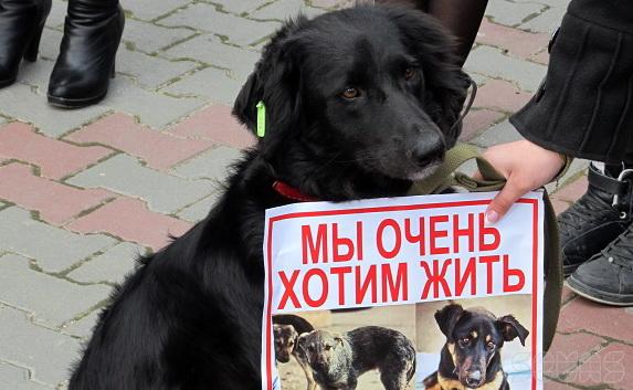 Власти вспомнили о бездомных животных Севастополя