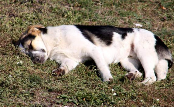 Держите своих собак и детей на привязи — севастопольский водитель