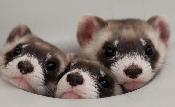 Крымчанка обещает заморить голодом хорьков, если их не купят