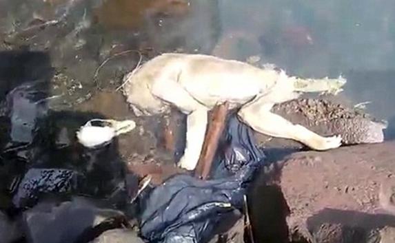 Существо, напоминающее человека, нашли в Парагвае 