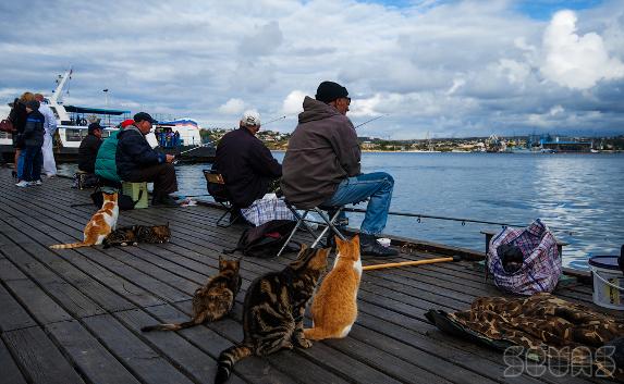 Севастополь — город моряков, рыбаков и... кошек