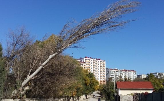 Дерево зловеще нависает над дорогой в Севастополе