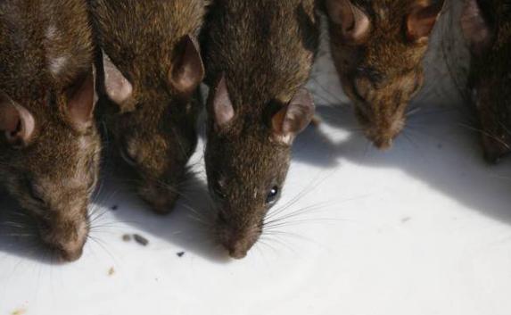 Жительница «Остряков» обнаружила дома около 20-ти крыс 