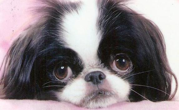 В ветклинике не приняли больную собаку, сославшись на стрижки