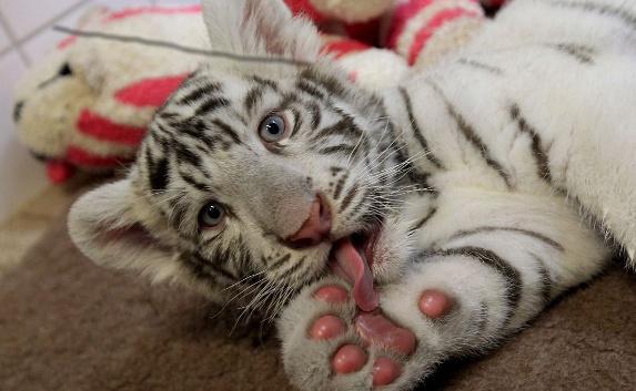 В ялтинском зоопарке «Сказка» из-за холода умер белый тигрёнок
