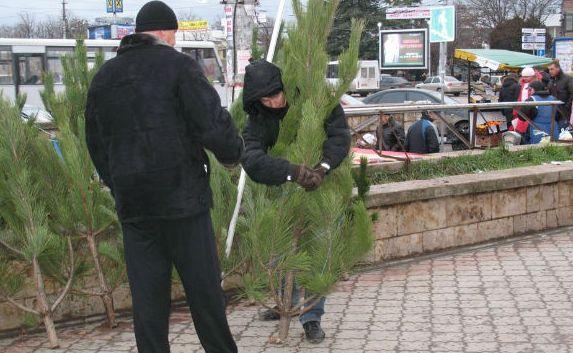 Новогодние ёлки продают в Крыму от 300 до 600 рублей за метр