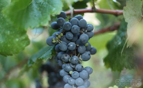 До конца года в Севастополе заложат 150 гектаров виноградников
