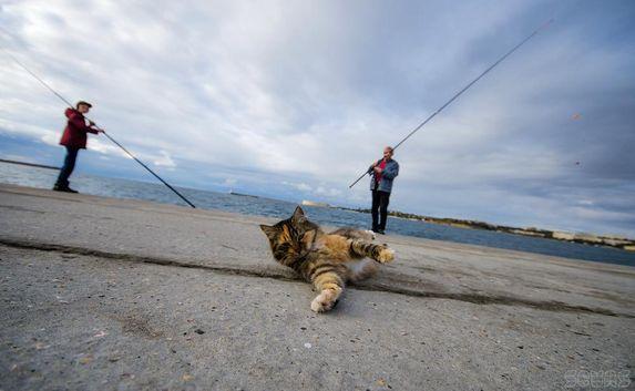 Домашних животных в Крыму обяжут регистрировать